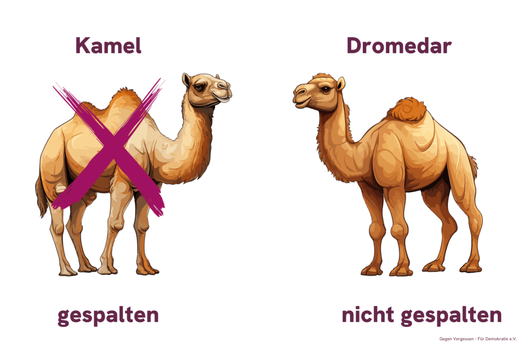 Die Grafik zeigt ein Kamel mit zwei Höckern und ein Dromedar mit einem Höcker. Das Kamel ist dabei durchgestrichen.